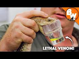 Deadliest Job In The World Australian Snake Milker Youtube Australian Reptile Park Reptile Park Jungle Life
