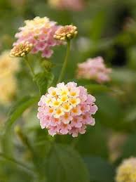 I go several times during the season and each trip is. 32 Memorable Midwest Garden Centers Lantana Lantana Flower Planting Flowers