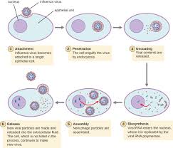 the viral life cycle microbiology