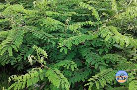 Image result for Caesalpinia decapetala