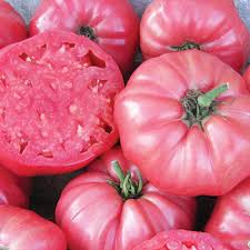 Individual fruit weight is up to a pound. Brandywine Tomato Tomato Jung Seed Company
