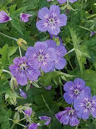 Pin On Flowers