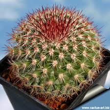 How to make a cactus grow faster. Mammillaria Supraflumen