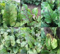 We did not find results for: Horticultural Characteristics And Susceptibility Of Table Beet Cultivars To Cercospora Leaf Spot In New York In Horttechnology Volume 27 Issue 4 2017