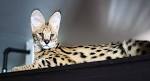 Savannah Cat for Sale | Savannah Kittens Available ...