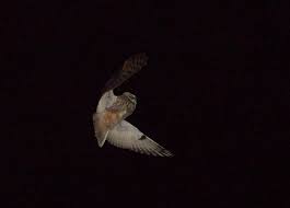 Le rossignol est connu pour chanter de jour comme de nuit, même en pleine campagne obscure, mais il n'est pas encore revenu d'afrique en cette saison. Identification Cri D Oiseau Nocturne