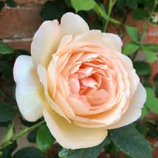 Wollerton old hall english climbing rose $30.00 english climbing roses unlike many climbing roses, they repeat flower with exceptional continuity and are clothed in blooms from the ground upwards. Wollerton Old Hall Garden