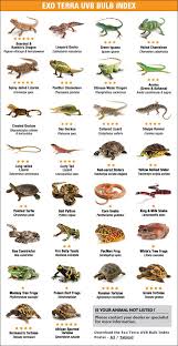 Exo Terra Exo Terra Uvb Bulb Index Reptiles Pet Cute Reptiles Bearded Dragon