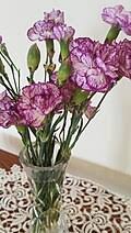 Image result for Dianthus chimanimaniensis