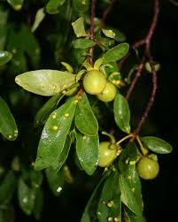 Image result for Diospyros zombensis
