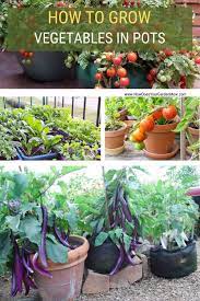 How To Grow Vegetables At Home In Pots Growing Vegetables Growing Vegetables At Home Home Grown Vegetables