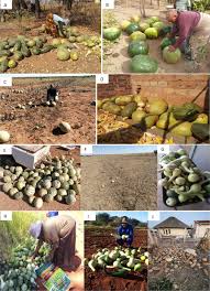 Image result for Lagenaria rufa