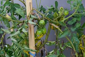 Image result for tomato seedling fusarium wilt