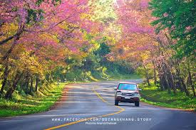 Doi Angkhang Story The Miracle Of Doi Angkhang