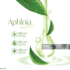 Image result for Aphloia theiformis