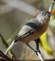 Image result for Newtonia