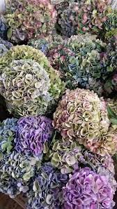 Hydrangeas Love The Mix Of Colours Just Need Some Lime Green And White Hydrangea Colors Hydrangea Flower Beautiful Hydrangeas