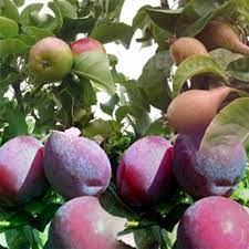 A fruit tree is a tree which bears fruit that is consumed or used by humans and some animals — all trees that are flowering plants produce fruit. Three Bareroot Fruit Tree Mix Spd Fife