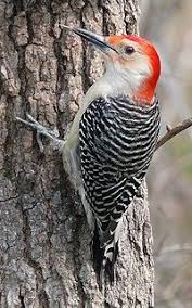 Birds That Start With R Pin From A Z Featuring R Birds