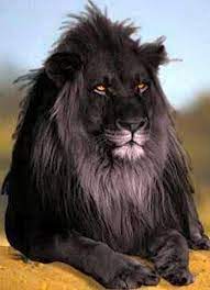 Gorgeous Melanistic Animal Black Lion Rare Animals Animals Wild Cute Animals