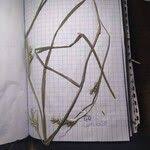 Image result for Scleria tessellata