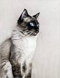If you are a cat newbie and want to own your first kitten, you are on the right page as we offer a wide variety of baby kittens for sale here. Notebook Cat Ragdoll Fluffy Kitten Cats Kittens Ragdolls Breed Amazon De Wild Pages Press Fremdsprachige Bucher