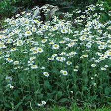 Image result for Erigeron schimperi