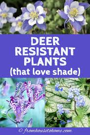 Pin On Shade Garden