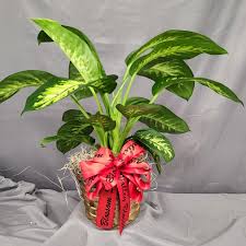 Image result for dieffenbachia flower