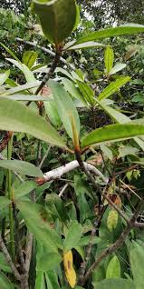 Image result for Rhizophora racemosa
