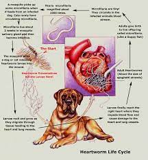 The cost of heartworm treatments may range from $500 to $3,500. Heartworms Can Kill