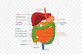 A Diagram Of The Lower Gastrointestinal Tract Digestive System Diagram Unlabelled Hd Png Download Vhv