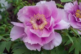 Sie erhalten im handel eine wurzel ohne oberirdische teile. Strauch Pfingstrose Rosa Paeonia Suffruticosa Rosa Gunstig Online Kaufen