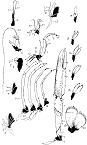 نتیجه جستجوی لغت [appendages] در گوگل