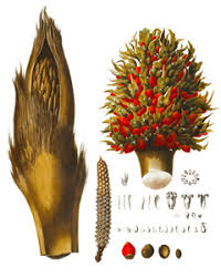 Image result for Elaeis