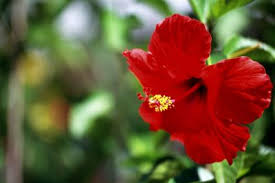 If you received treatment right away, your pet should be back to normal within a few days. Hibiscus Worms