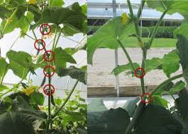 Place the vertical stake item between each bag or pot and extend it to the eaves of the greenhouse roof. What You Need To Know About Cucumber Varieties For High Tunnel Production Purdue University Vegetable Crops Hotline