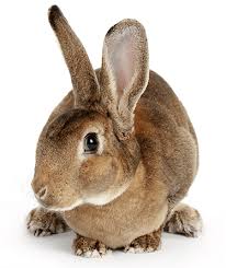 Easily find reliable local care for dogs, cats, birds and more! Emmas Pet Sitting Fleet Pet Care While You Are Away