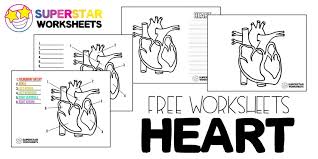Image result for Cardiovascular Worksheets