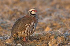 Check spelling or type a new query. Red Legged Partridge Wikipedia