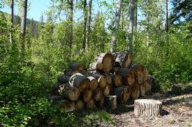 This if from our tree service please send us adress drop zone and location please coldstream and vernon only favourite. Camping In The Old Ghost Town Of Quesnel Forks Bc Backcountry Canada Travel