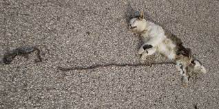 Kucing menjadi hewan yang hidup berdampingan. Panduan Tata Cara Menguburkan Kucing Yang Mati Dengan Benar Pintarpet