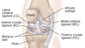 Patient Basics Acl Anterior Cruciate Ligament Injuries 2 Minute Medicine