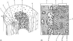Motor cranial nerves help control muscle movements in the head and neck. Bone Matrix An Overview Sciencedirect Topics