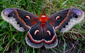 Kralice Kelebek Google Da Ara Cecropia Moth Beautiful Butterflies Moth
