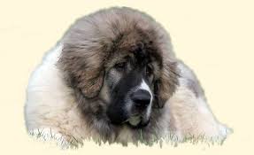 Weight Of The Puppy And Adult Pyrenean Mastiff Gaspalleira Ingles