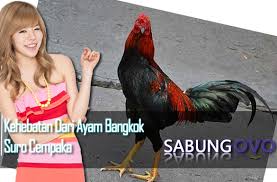 Sisik kaki ayam aduan mematikan. Kehebatan Dari Ayam Bangkok Suro Cempaka Sabung Ovo