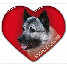 Image result for norský losí pes šedý