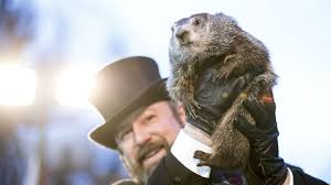 More images for groundhog day how many years » Peta Calls For Punxsutawney Phil To Retire From Groundhog Day Be Replaced With Ai Robot Thehill