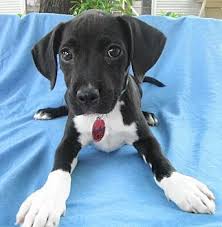 These buildings may not allow cell phones with cameras. Boxer Puppies In Hagerstown Md